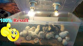 DIY BEST INCUBATOR FOR CHICKEN EGGS  PLASTIC CONTAINER INCUBATOR  100% EGGS HATCHED  YOUCANDOTHIS