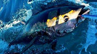 Sea Fishing UK - Double Hookup of Bluefin Tuna whilst Shark fishing  The Fish Locker