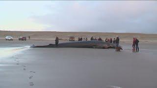 Rare large fin whale washes up on Oregon coast