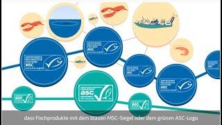 Was bedeutet Rückverfolgbarkeit beim MSC und ASC?