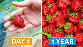 The Easy Formula to Grow More Strawberries
