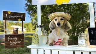 Battle of the LEMONADE STANDS - Cute Dog Sells Lemonade