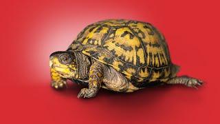 Box Turtle Facts