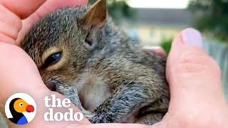 Woman Saves An Orphaned Baby Squirrel  The Dodo