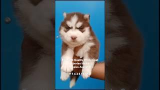 Wooly Coat Siberian Husky Puppy’s Available  Excellent Quality Husky Puppies In Bangalore #shorts