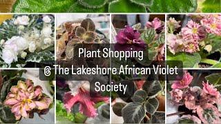Plant Shopping @ The Lakeshore African Violet Society Annual Show & Sale African Violet