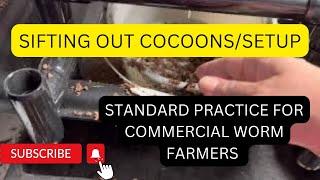 How I sift out cocoons and easiest setup ever #redwigglers #wormcomposting #vermicompost