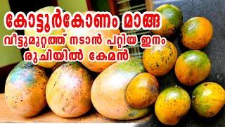 കോട്ടൂർകോണം മാമ്പഴം  രുചിയിൽ കേമൻ Kotturkonam Mango #mango #Kottukonam #krishitipsmalayalam