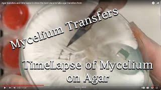 Agar transfers and time lapse to show the best place to take agar transfers from