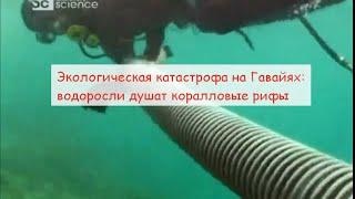 Экологическая катастрофа на Гавайях водоросли убивают коралловые рифы