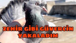 ZEHİR GİBİ KAÇAK GÜVERCİN YAKALADIM. Bunu da hediye edeceğim.