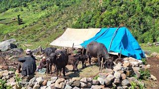 Nepali Mountain Village Life  Nepal  Washing Buffalo Milk in Cattle shed  Real Nepali Life 