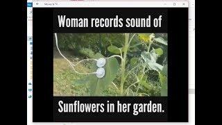 The sound of plants SUNFLOWERS