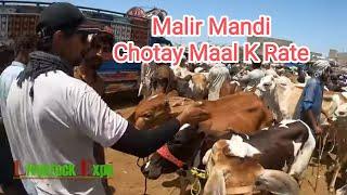 Chotay Maal K Rate Malir Cattle Mandi 2024