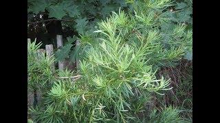 Buddhist pine grow well in the North