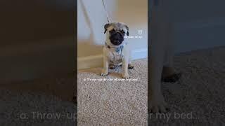 Million dollars question #dogs #puppy #pets #cutedog #fyp #trending #dogshorts #viralshorts #cute