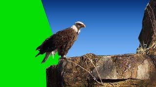 Green Screen Eagle  Download Link