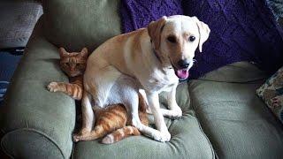 LABRADORS ARE AWESOME  Funny Labradors COMPILATION Funny Pets