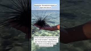 Морской ёж Красное море  #экскурсиившармэльшейх