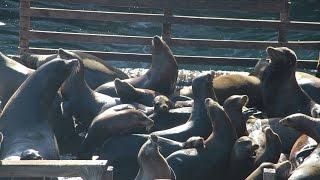 Калифорния Морские котики Морские львы Sealions