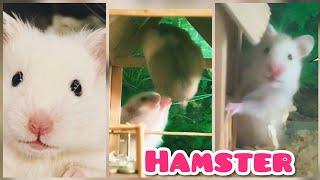 Hamster fight