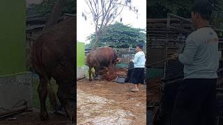 Menurunkan Sapi Simental Jumbo diPasar Sapi #cowvideos #sapijumbo #shorts