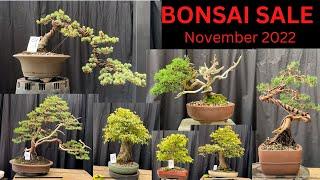 Bonsai for Sale November 2022 - 15 bonsai for sale - Melbourne Victoria