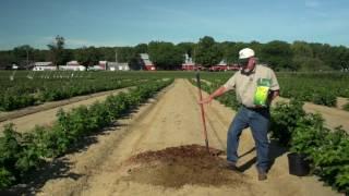 How to Plant Blueberries by Nourse Farms.