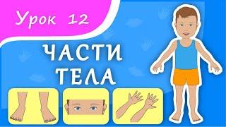 Учим части тела. Урок 12. Части тела для малышей. Развивающее видео для детей раннее развитие.