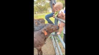 Calf Licking Baby Foot Then Puts It in Its Mouth