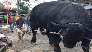 MENUJU KONTES SAPI RAKSASA BLACK MAMBA NGAMUK DIDALAM TRUK