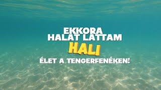 EKKORA HALAT LÁTTAM. ÉLET A TENGERFENÉKEN. HALI & ÉN