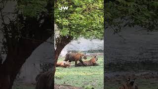 Tiger Ran to Attack Deer What Happened Next? #ranthambore