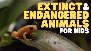 Extinct and Endangered Animals for Kids  What we can do to protect endangered species