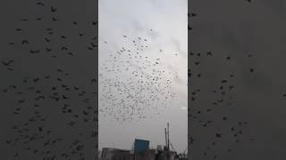 1000 Kabootar ka shok #kabootar #pigeon #birds #viral #shortvideo #shortsfeed #shorts #short