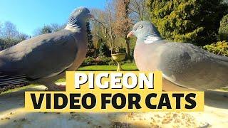 PIGEON VIDEOS FOR CATS  9 Hours Of Pigeon Paradise