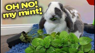 Beautiful bunny eats entire Mint Plant