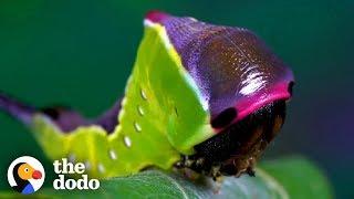 Watch This Caterpillar Turn Into A Puss Moth  The Dodo
