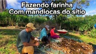 Todo processo para mandioca virar farinha Dois dias de trabalho incrível  PARTE 1