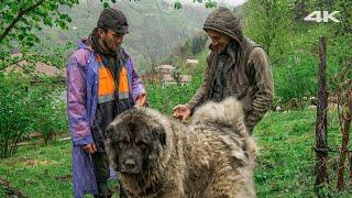 Rainy Day of the Shepherds Shepherd Dog Taurus  Documentary ▫️4K▫️