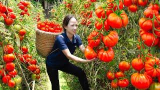 Harvest Tomatoes Go to the market sell - Cooking and gardening  Lý Thị Linh