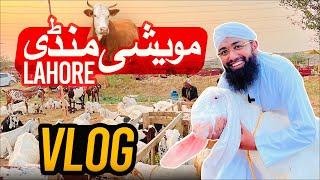 Soban Attari Cow Mandi Vlog  Bakra Eid Special  Lahore Maweshi Mandi  Mandi Se Kitne Ka Liya?