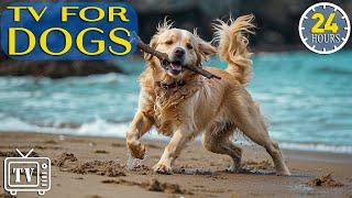 Dog Music & Relaxing TV for Dogs Anti Anxiety & Boredom Busting Videos with Music for Dogs - Dog TV