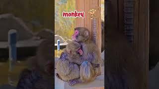 monkey short video।monkey very nice seen। #monkey #badmonkey #cute #animals #animal #pets #funny