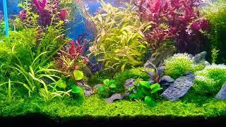 Aquascape hobi penghilang stres