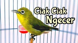 Ciak Ciak Kecial Kuning Terapi Menaikan Birahi Kecial Lain 250620