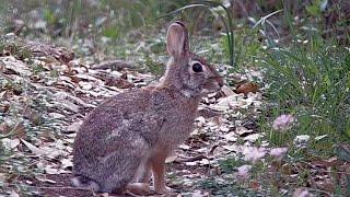 Bunnies in the backyard Eastern cottontail rabbits