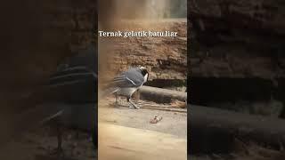 Ternak gelatik batu liarlagi bikin sarang#short#vedio viral