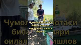 Чумоли кислотаси билан асалари оилаларига ишлов бериш #beekeeper #асал #пчеловодство