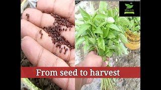 How to grow jute seeds grow jute leaves as vegetable